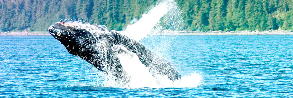 🌍OMG -Hawaii &Alaska,2 Bucket list in one trip@ Rs.1.15 L/1403 (999+404 Tax)USD/Person, all Inclusive.